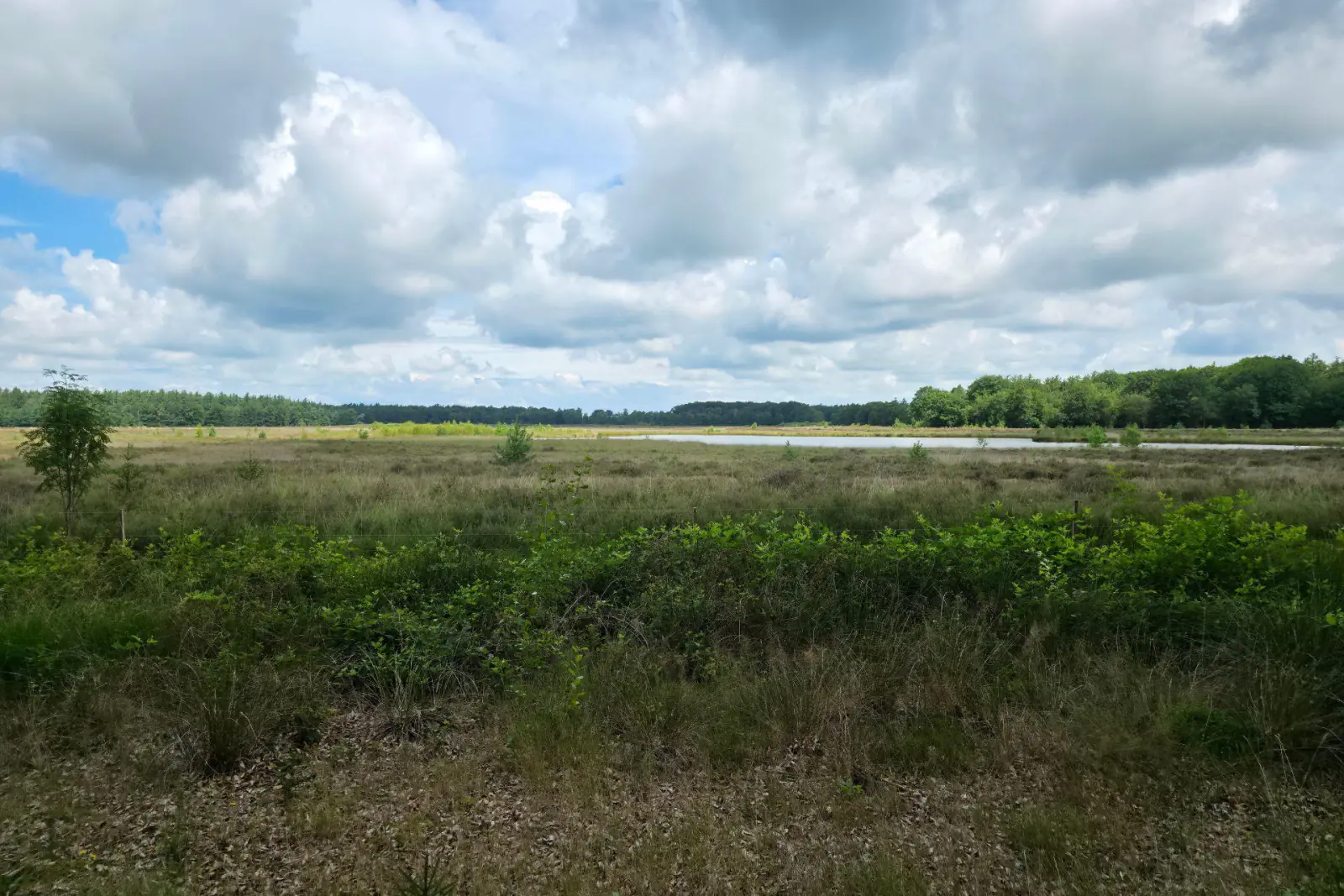 Landschap in de Betuwe, het werkgebied van Walraven Advies